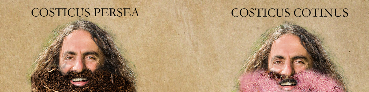 Crappy Photoshop Adventures: Genus Costicus